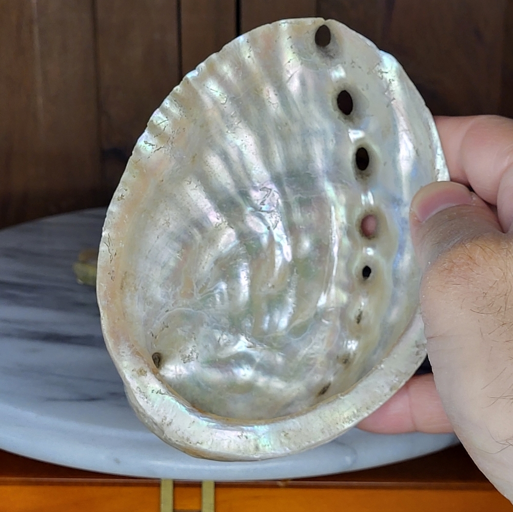 Iridescent Abalone Shell Pair - Picture 14 of 16